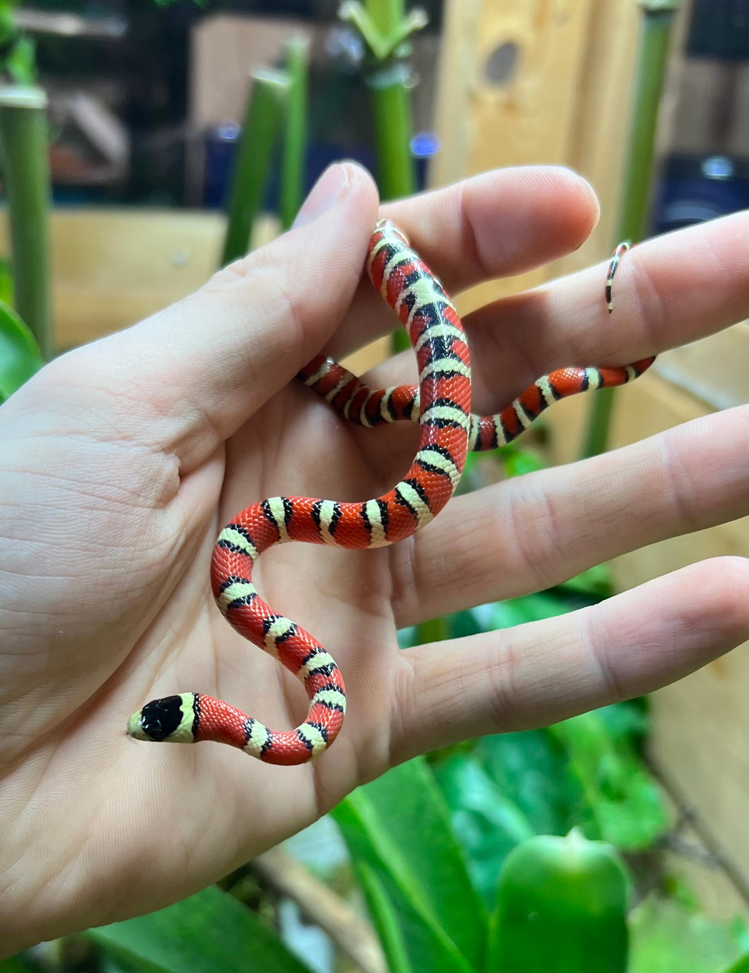 Baby Arizona Mountain Kingsnake (Male 1)