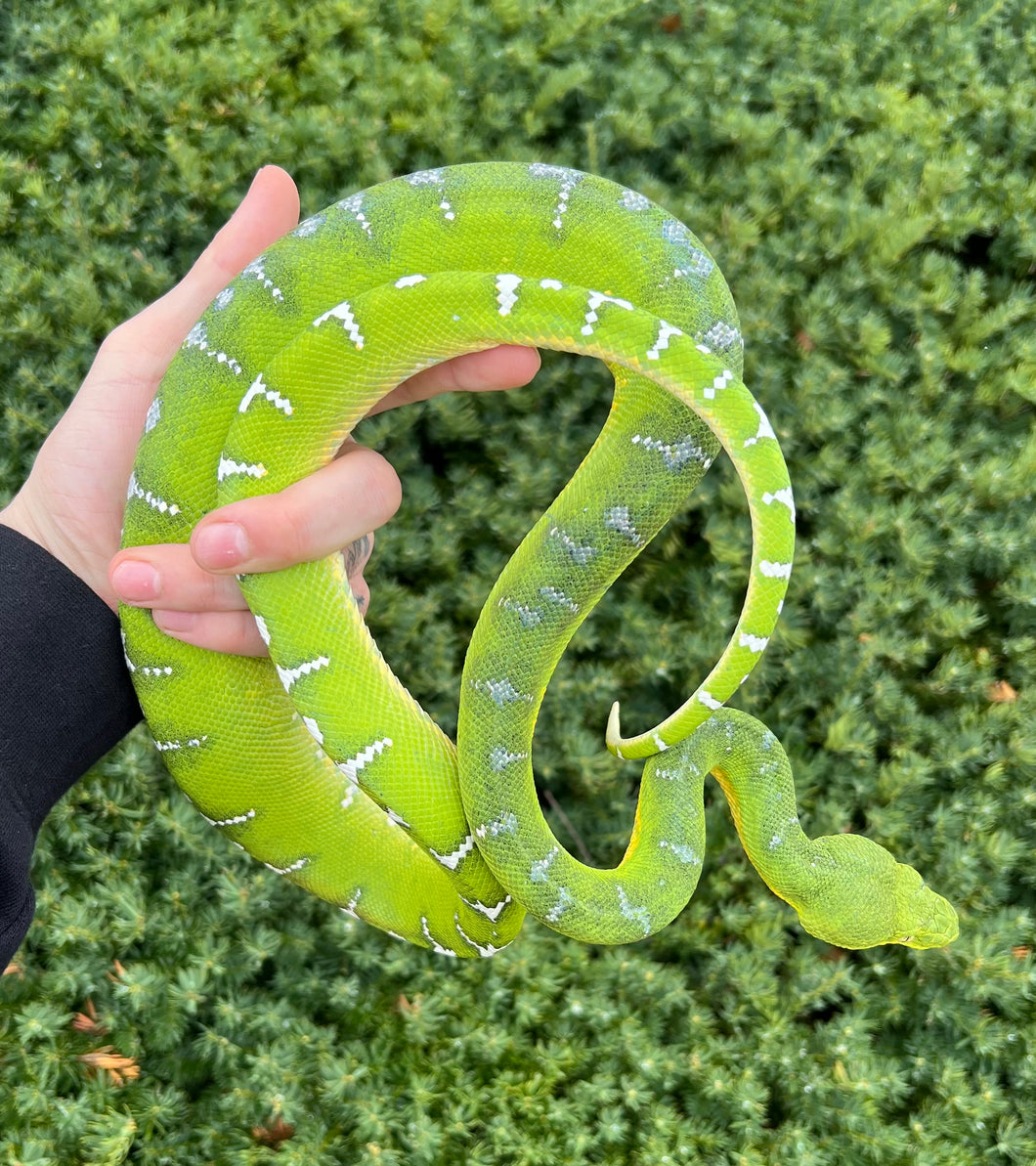 Adult Emerald Tree Boa (Male 2)