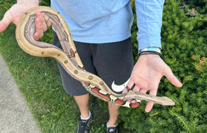 Sub-Adult Aberrant Striped Guyana Boa (Male)