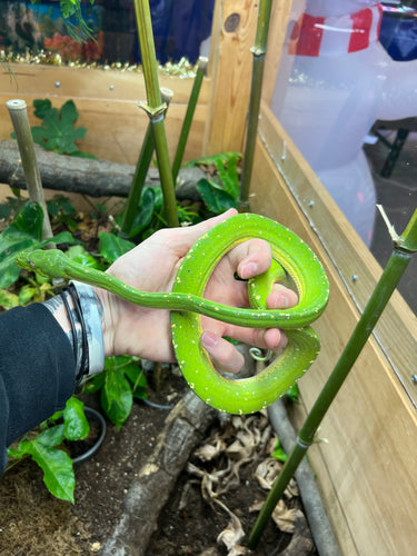 Adult Jayapura Green Tree Python (Female)