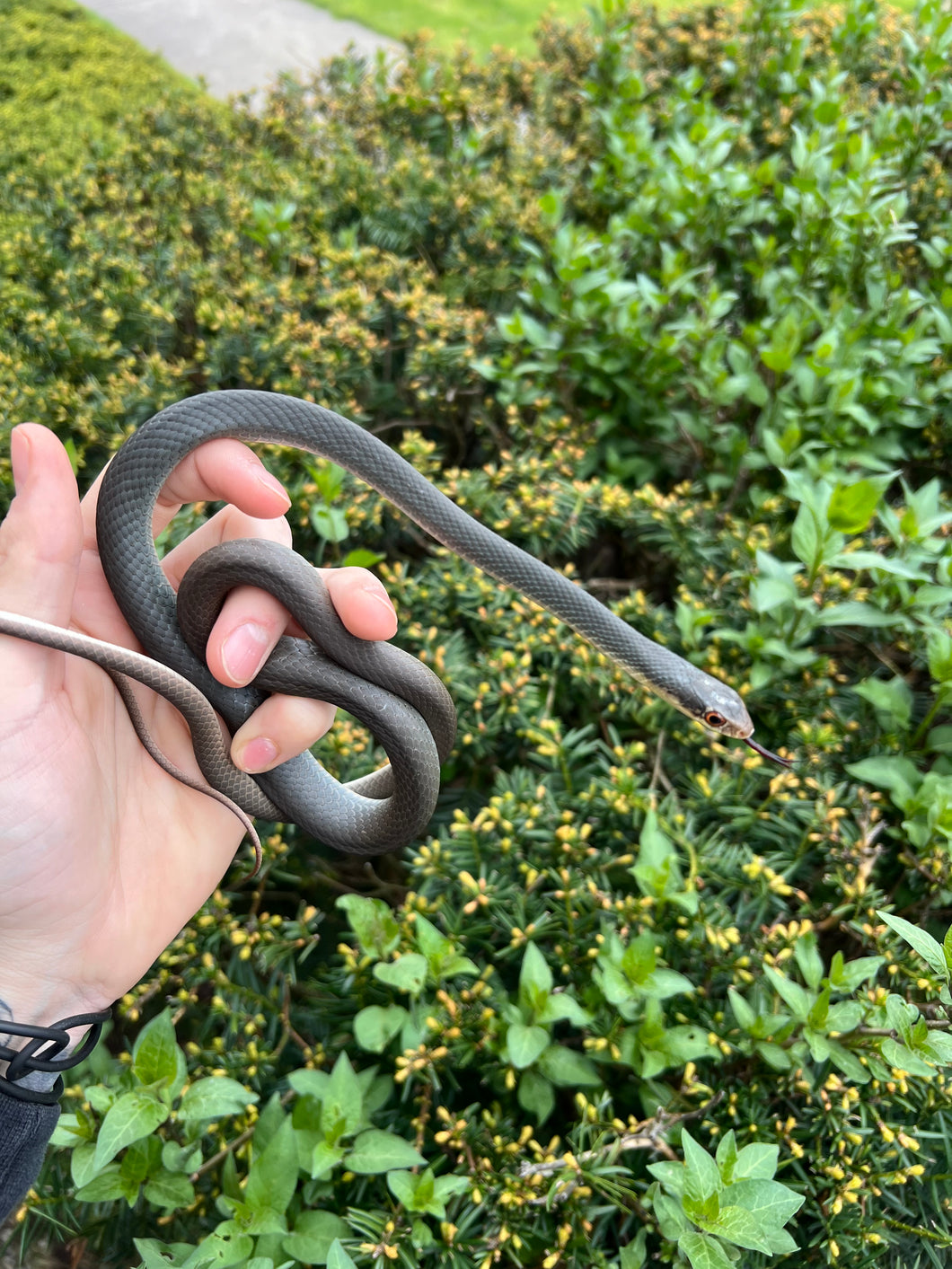 Sub-Adult Black Racer (Male)