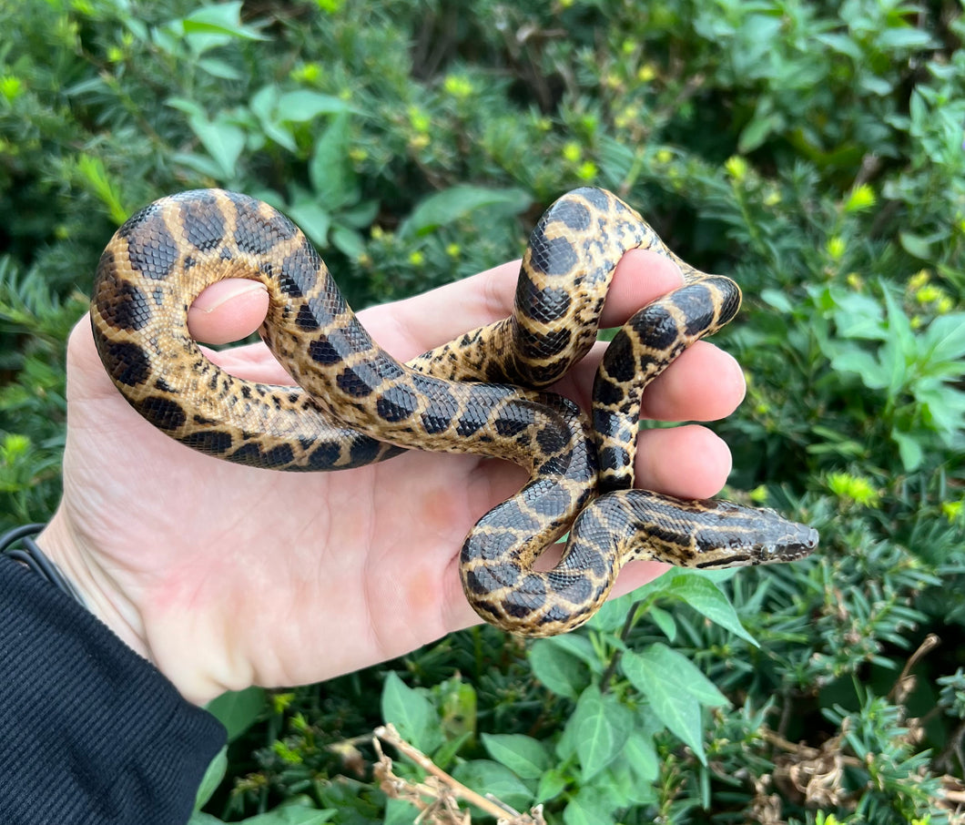 Baby Yellow Anaconda (Male 1)