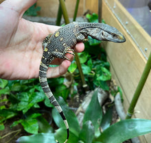 Load image into Gallery viewer, Baby Black Throat Monitor (2)