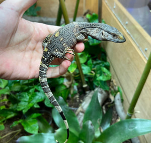 Baby Black Throat Monitor (2)