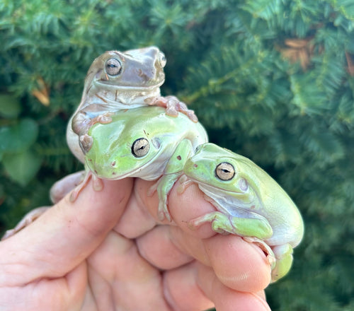 Adult White’s/Dumpy Tree Frog