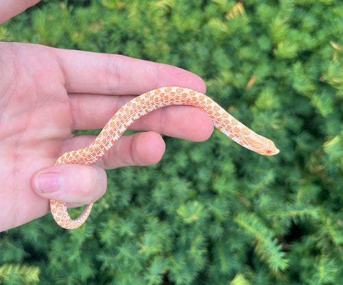 Baby Albino Western Hognose Snake