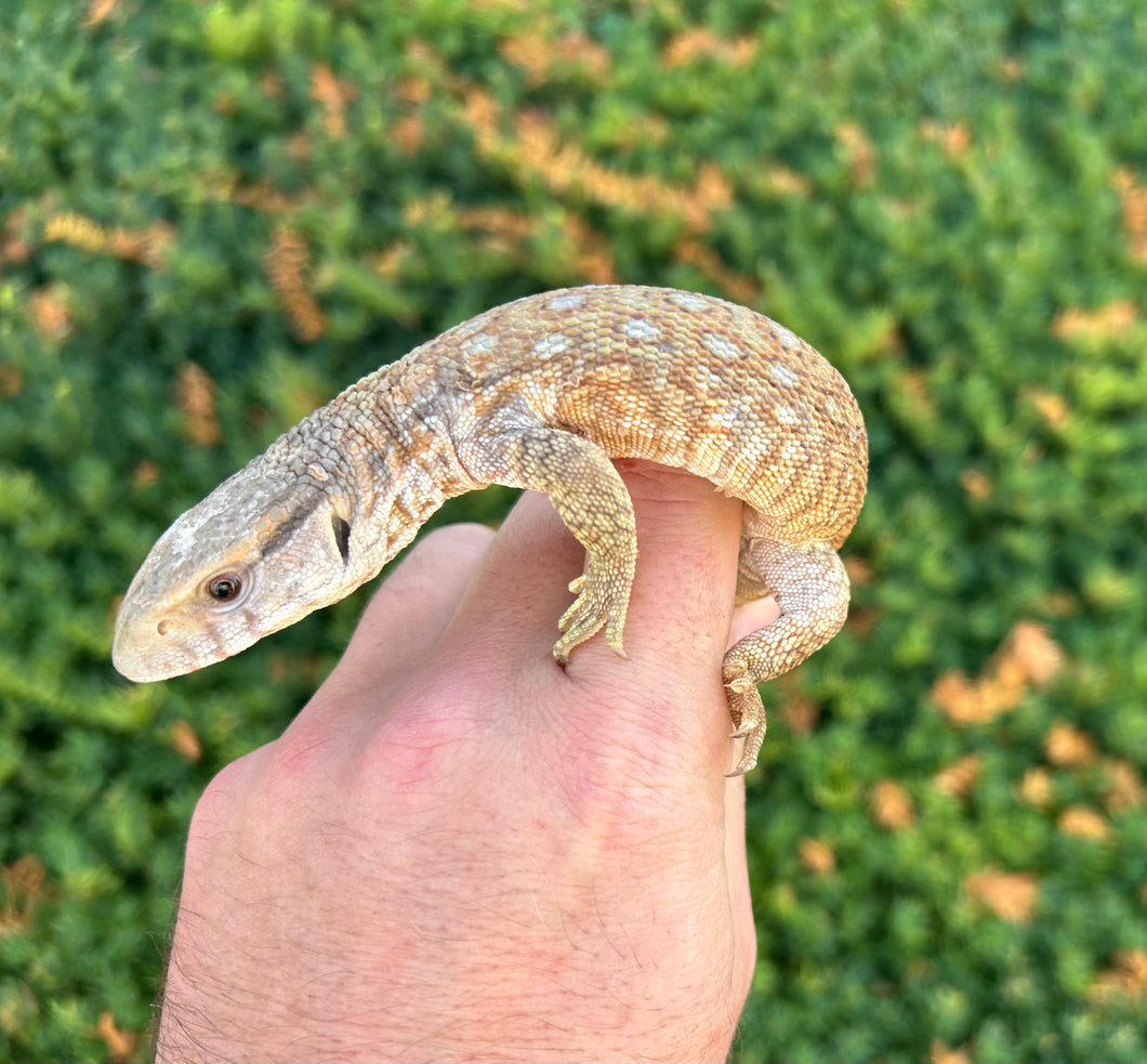 Small Pastel Savannah Monitor