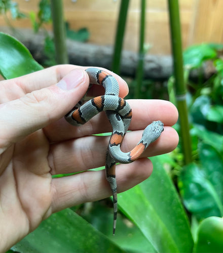 Baby Gray-Banded Kingsnake (Female 1)