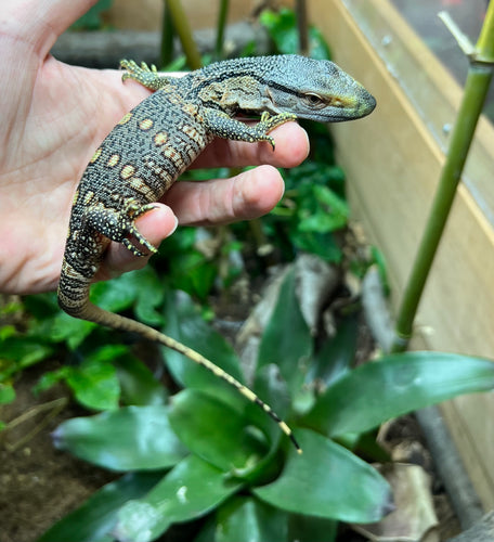 Baby Black Throat Monitor (5)