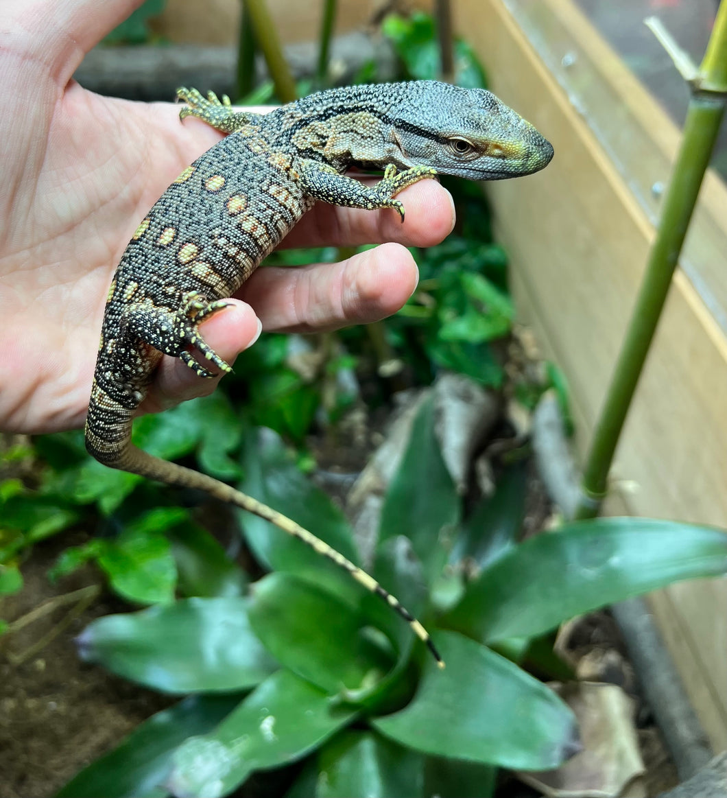 Baby Black Throat Monitor (5)