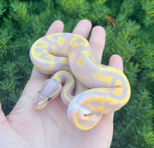 Baby Banana Pied Ball Python (Male 2)