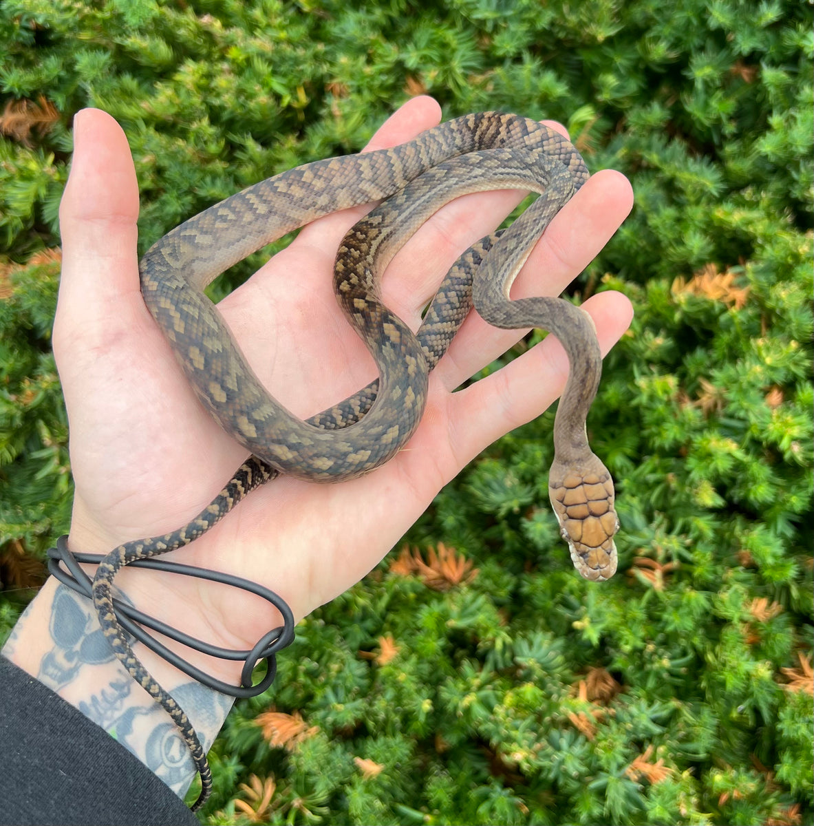 Small Merauke Scrub Python (Male 2) – Scales and Tails of Ohio