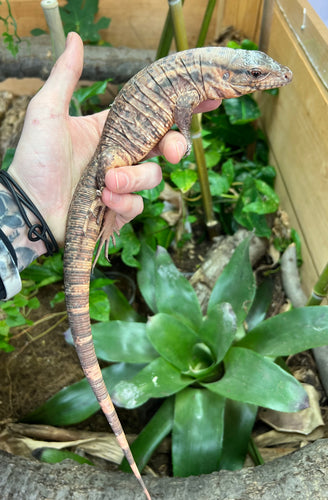 Small Red Tegu (2)