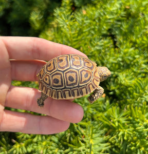 Baby ‘High-Color’ Baby Leopard Tortoise