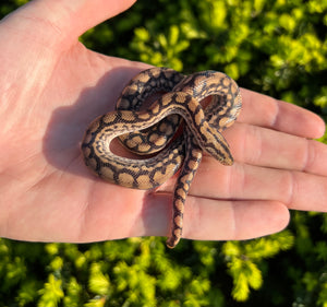 Baby het Leucistic Columbian Rainbow Boa