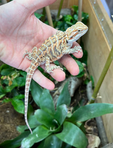 Juvenile Leatherback Bearded Dragon (1)