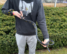 Load image into Gallery viewer, Adult ‘Reduced Patterned’ Malaysian Mangrove Snake (Male)