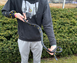 Adult ‘Reduced Patterned’ Malaysian Mangrove Snake (Male)