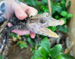 Baby ‘Blonde-Phase’ Cuvier's Dwarf Caiman