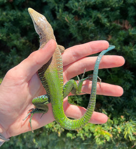 Adult Giant Ameiva Lizard