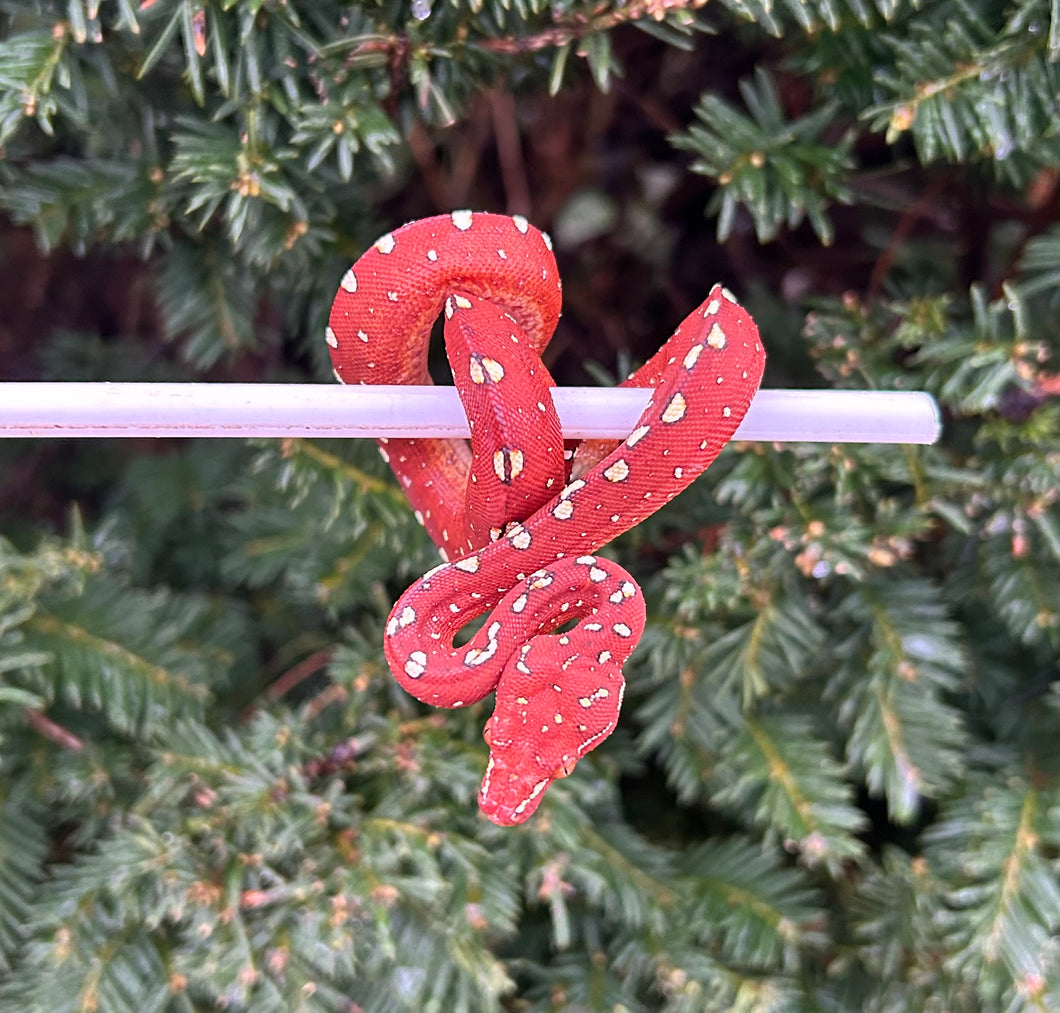 Baby Red/Maroon Biak Green Tree Python (3)