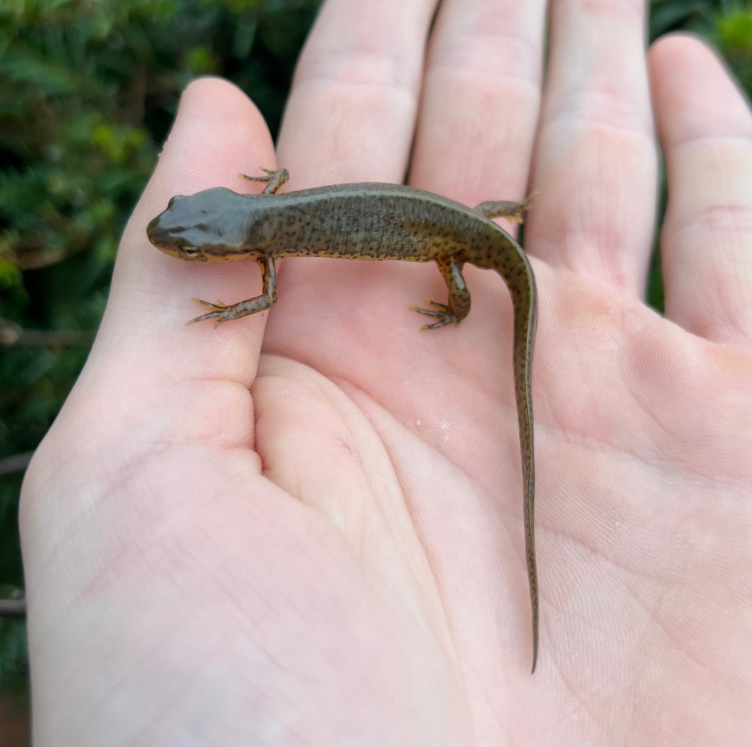 Eastern Newt