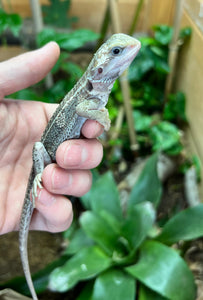 Juvenile Paradox Bearded Dragon (1)