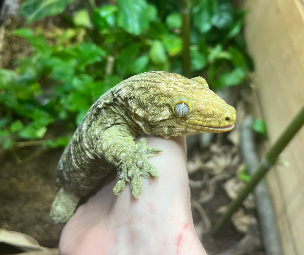 Grand Terre Leachianus Gecko (Female)