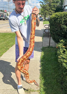 Adult Blood Python (Female)