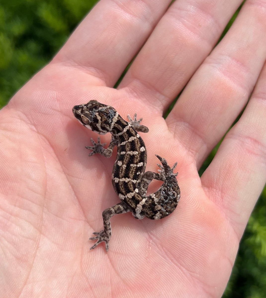 Sub-Adult Viper Gecko (Male 1) – Scales and Tails of Ohio