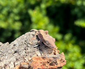 Baby Crested Gecko (4)