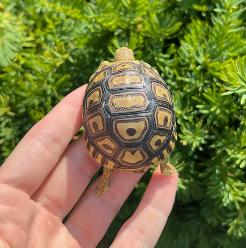 Baby Leopard Tortoise