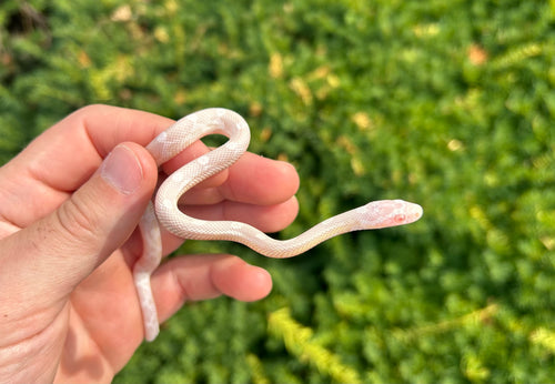 Baby Snow Motley Corn Snake