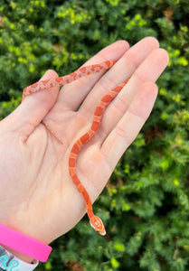 Baby Sunkissed Corn Snake