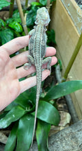 Load image into Gallery viewer, Juvenile Paradox Bearded Dragon (1)