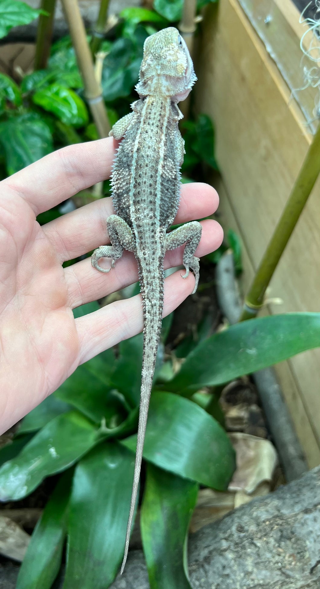 Juvenile Paradox Bearded Dragon (1)