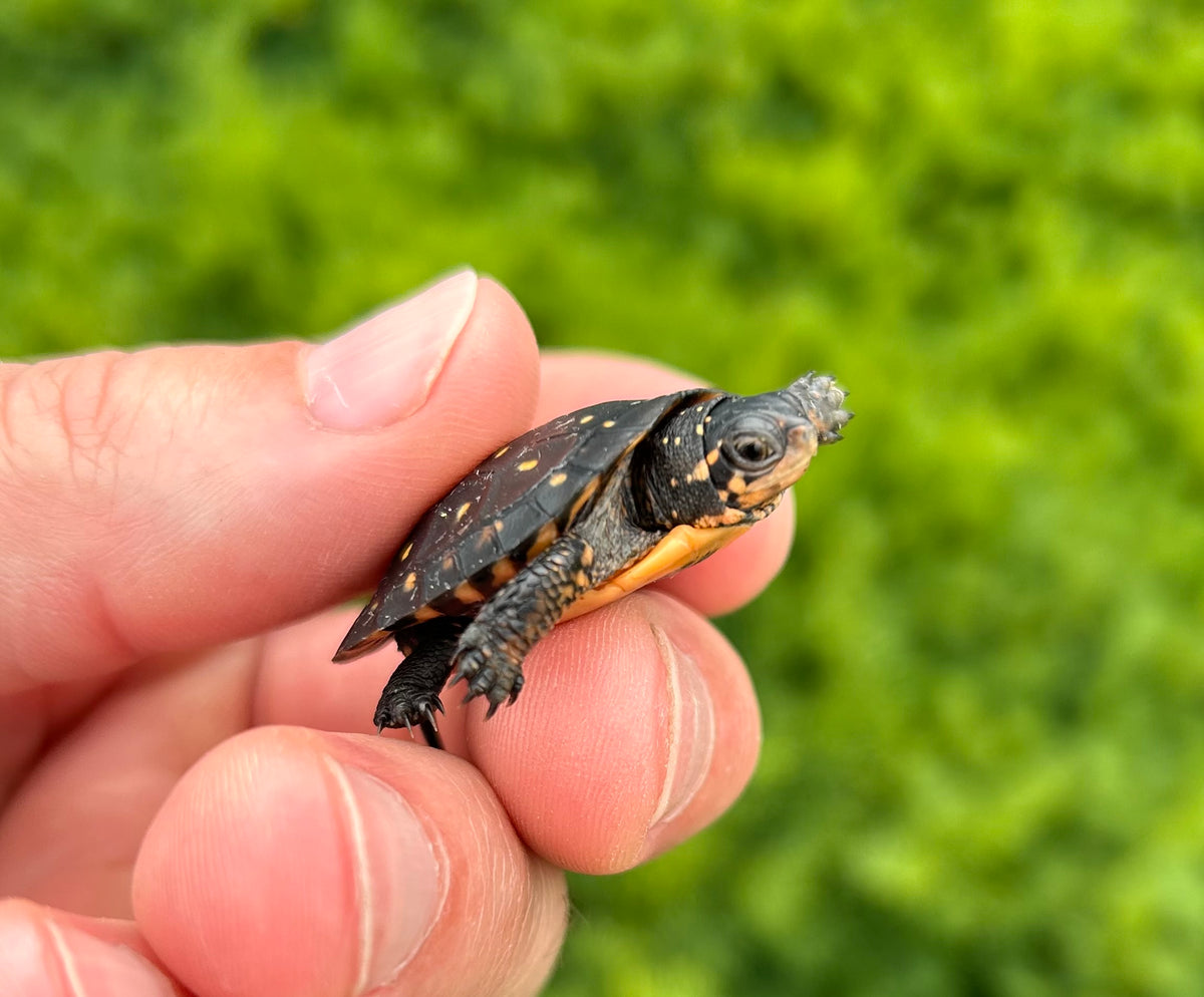 Baby Spotted Turtle (1) – Scales and Tails of Ohio