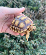 Load image into Gallery viewer, Baby Sulcata Tortoise