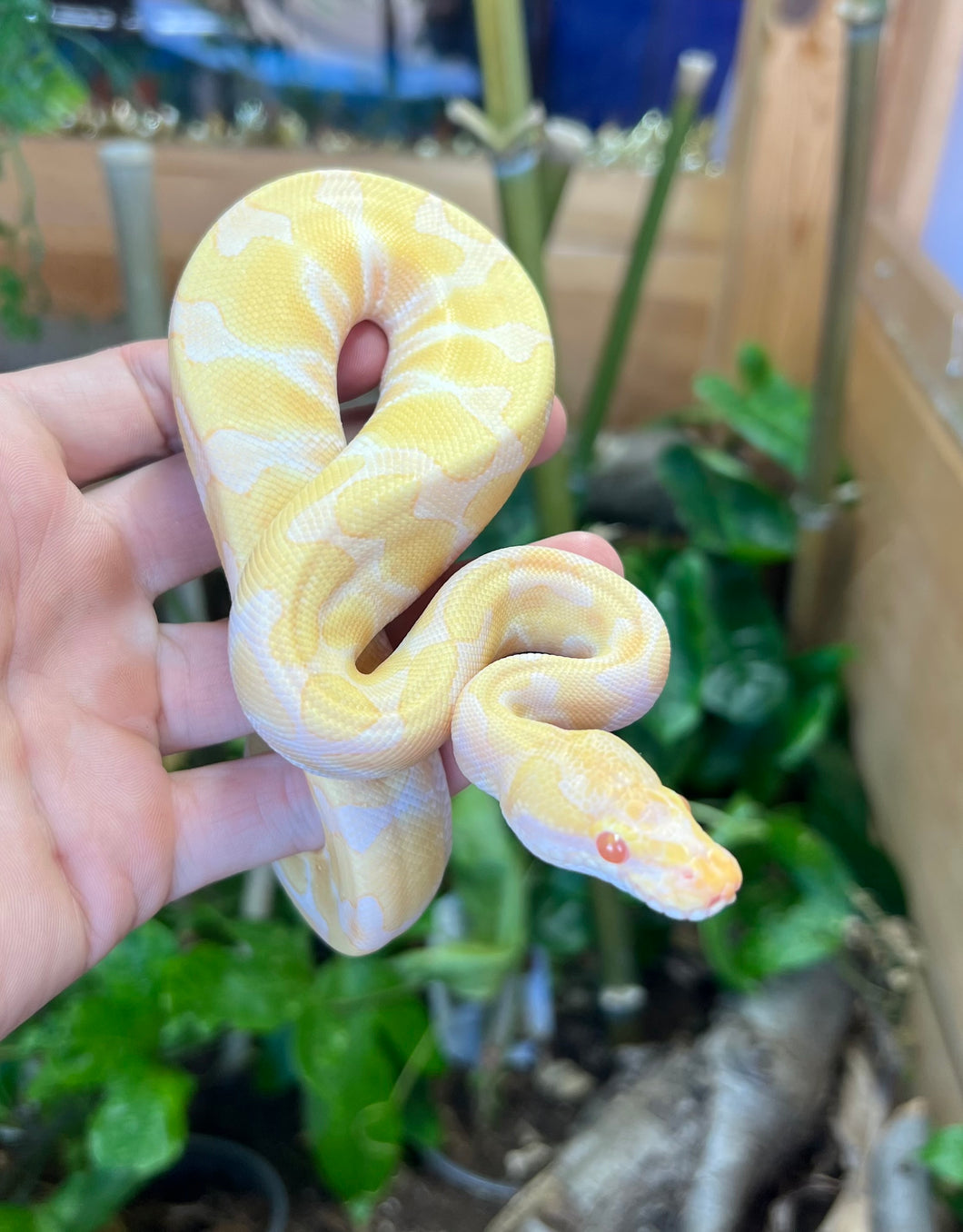 Baby Albino Enchi Ball Python (Male)