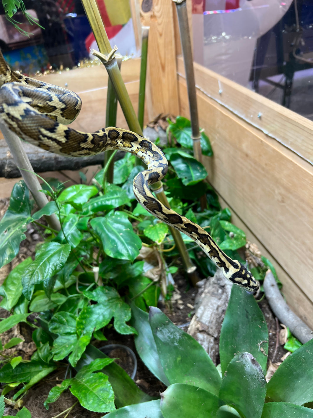 Juvenile Carpet Python (Male 2)