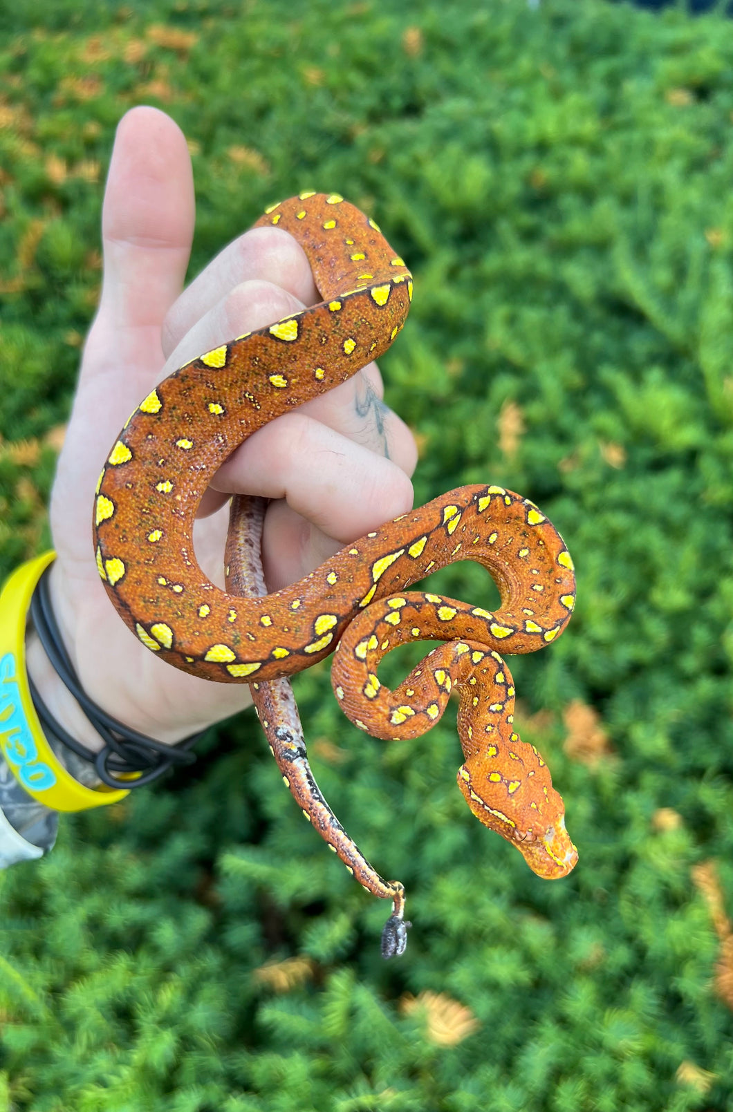 Baby Orange Biak Green Tree Python (4)