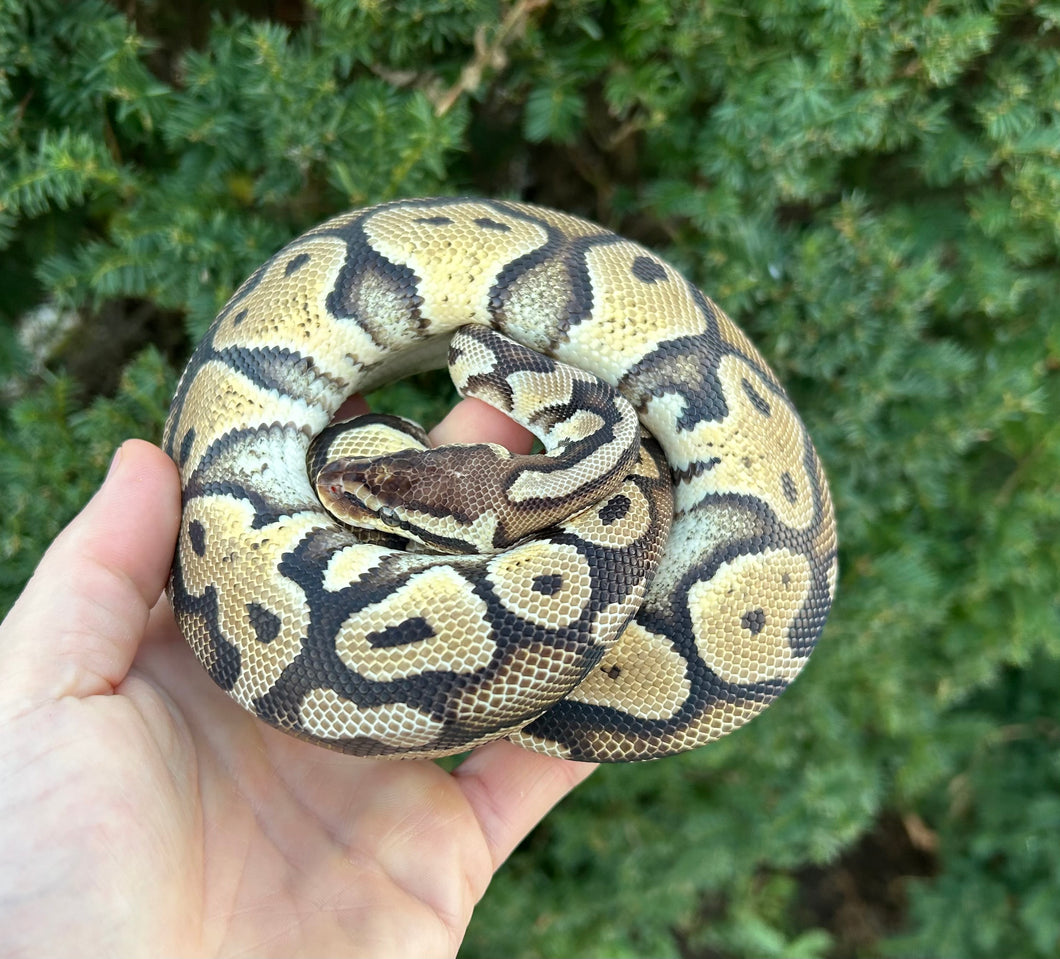 Juvenile Pastel Ball Python (Male)