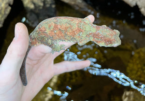 Adult Pine Island Chahoua Gecko (Pair)