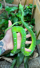 Load image into Gallery viewer, Sub-Adult Emerald Tree Boa (Female 1)