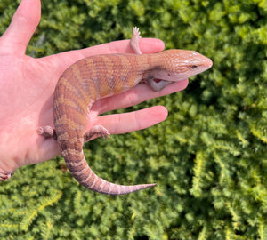 Baby Northern Blue Tongue Skink (2)