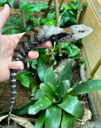 Adult Indonesian Blue Tongue Skink (4)