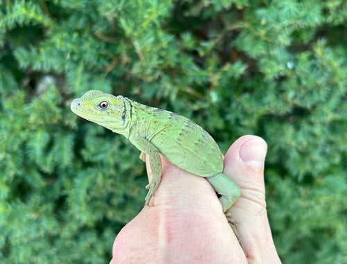 Baby Florida Orange Pectinata Iguana