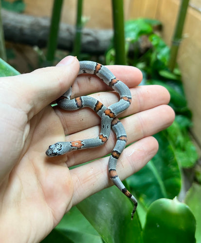 Baby Gray-Banded Kingsnake (Female 3)