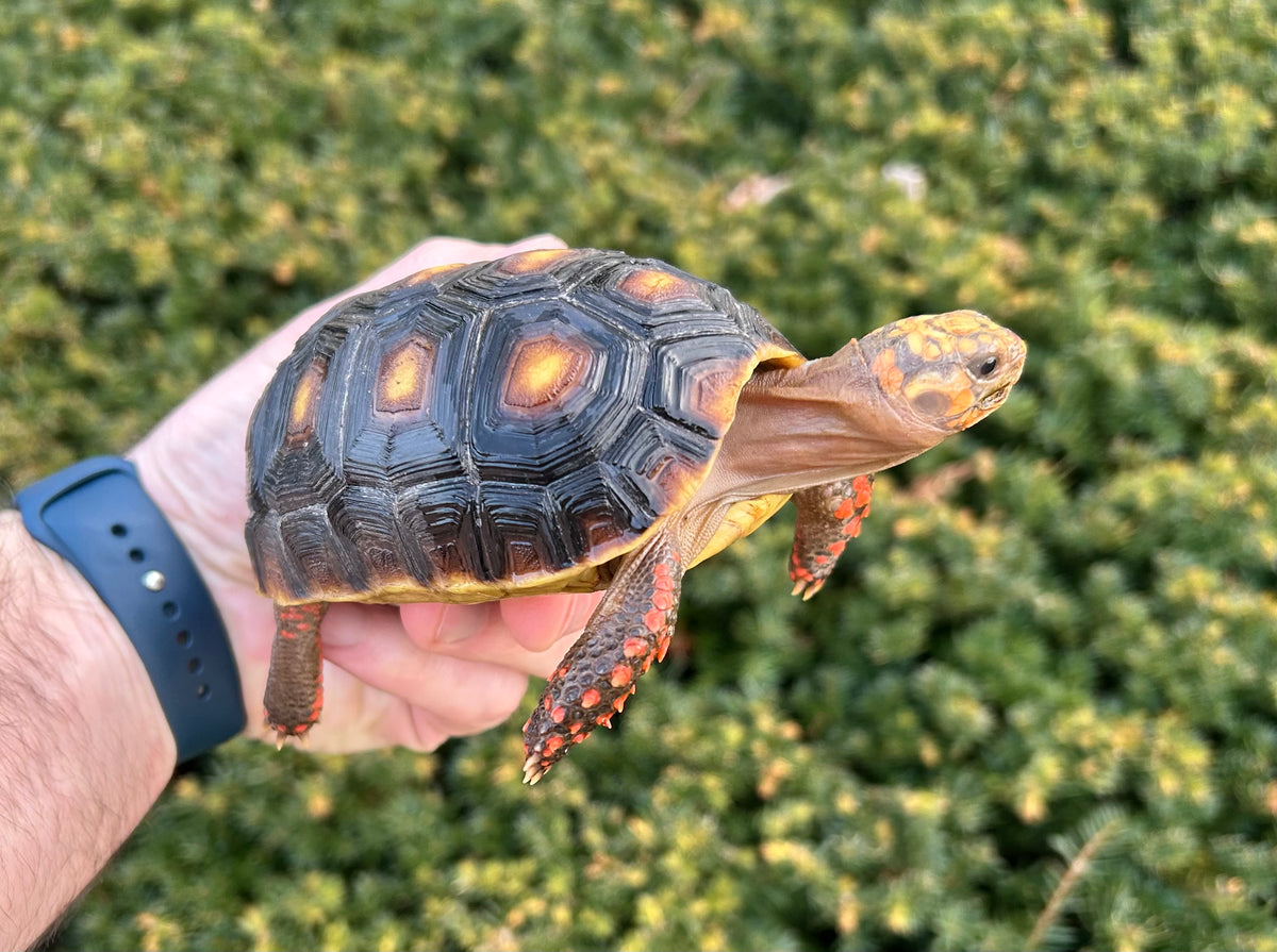 5” Red Foot Tortoise – Scales and Tails of Ohio