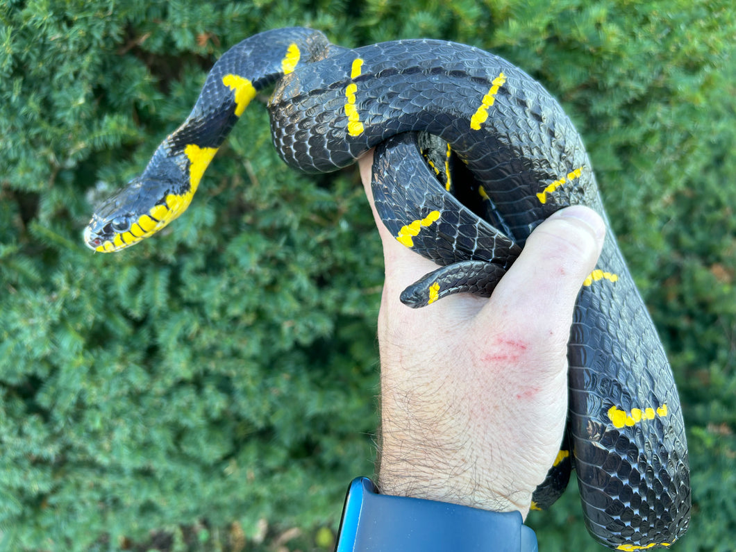 Adult Malaysian Mangrove Snake (Imperfect Male)